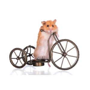 Hamster boulon bike shop